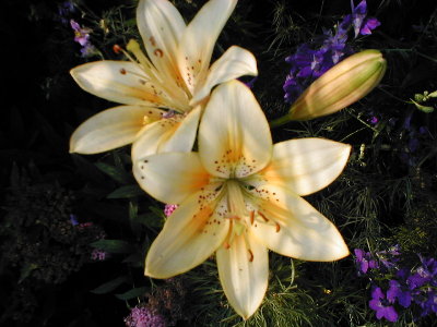 Unknown gold and white asiatic July 4 06.JPG