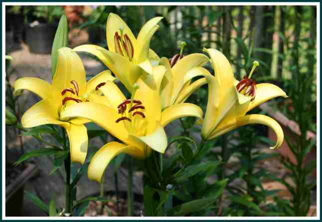 Lilium Yelloween.jpg
