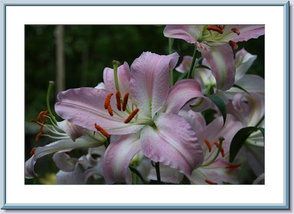 Lavender Lilium -07-06-06.jpg