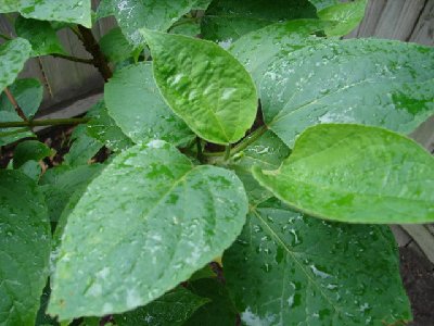 close up of the leaves