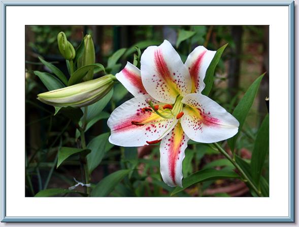 Oriental Lilium after Rain.jpg