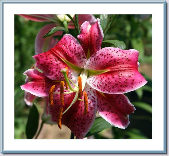 Stargazer - Full Bloom  07-08-06.jpg