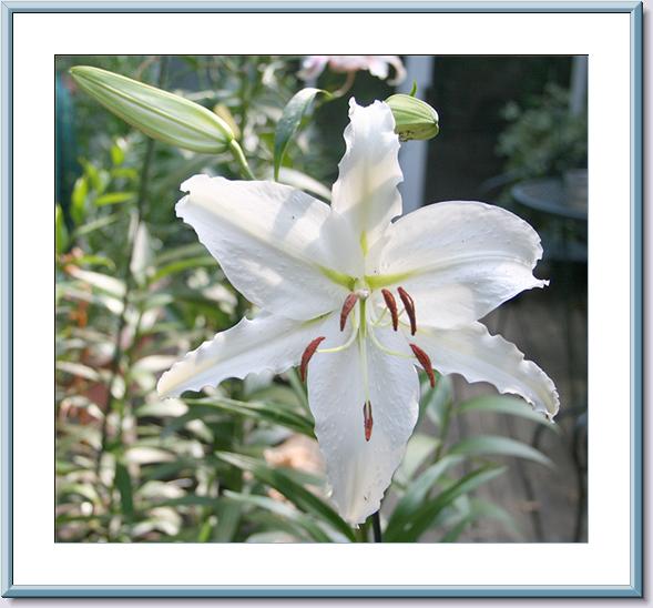 White Stargazer full BLoom.jpg