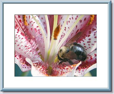 Pollenator - 2.jpg