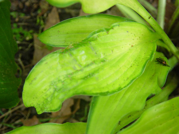 Suspicious Leaf