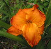 This daylily is so brilliant in sunlight.  I took this in shade to show the subtle coloring.
