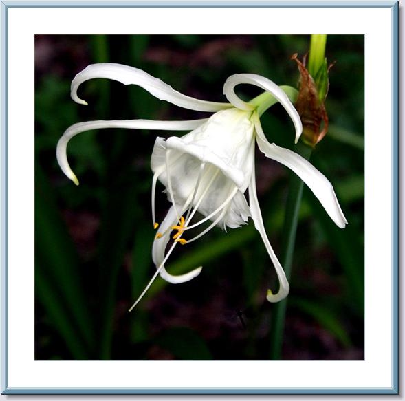 Peruvian Lily -.jpg