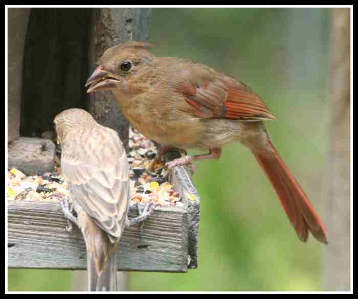 Cardinal and unwanted guest.jpg