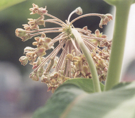 Milkweed and Monarch larva.jpg