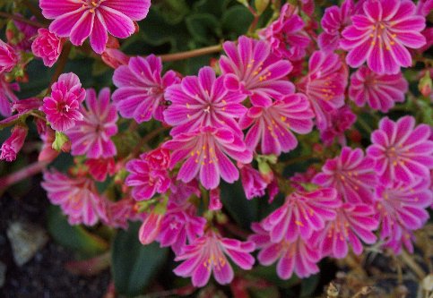 Lewisia cotyledon 070104.jpg