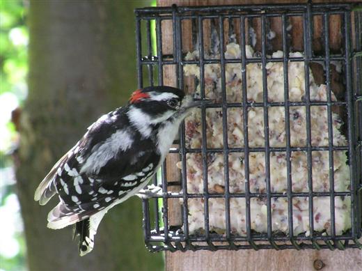 Downy Woodpecker (Custom).JPG