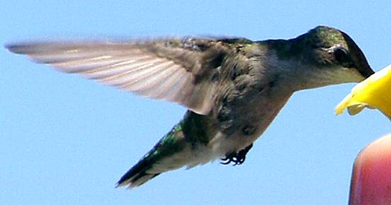 hummingbird8mgi.jpg