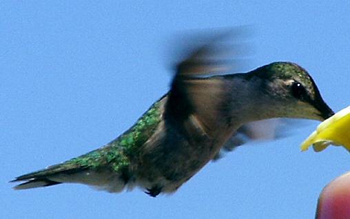 hummingbird6 mgi.jpg