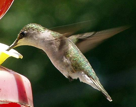 hummingbird1mgi.jpg