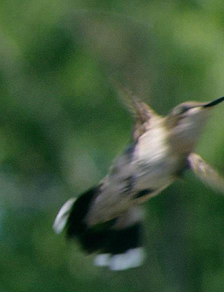 hummingbird7 mgi.jpg