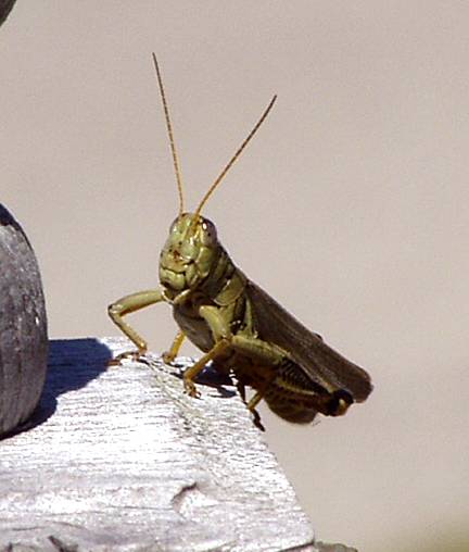 grasshopper1 mgi.jpg