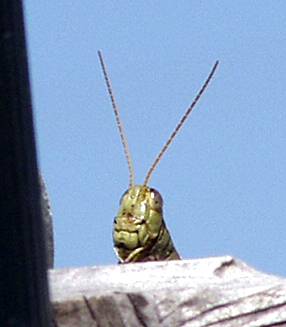 grasshopper mgi.jpg
