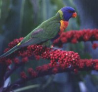 ruthshaven.com  Description: <br />The rainbow lorikeet is aptly named. Its head is violet blue, upper breast is orange-red, the abdomen is dark blue margined with some red and the back is bright green. It has a greenish-yellow tail and a red beak with a yello