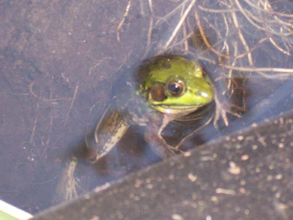 frog2.JPG