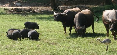 Pigs & COws -HRZZ.jpg