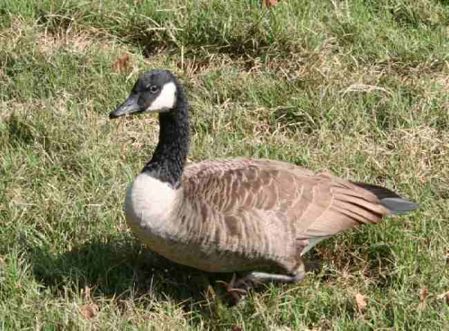 Goose-L5R-10 hrz.jpg