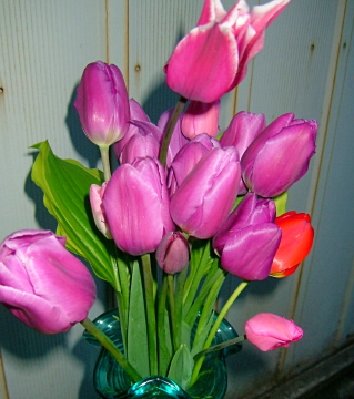 oh six tulips galore.jpg