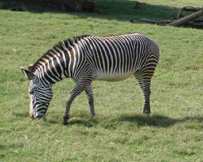 ZEBRA - HRZ.jpg