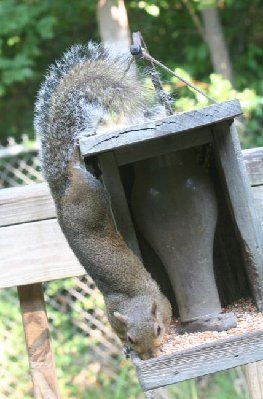Upside Down Squirrel-.jpg