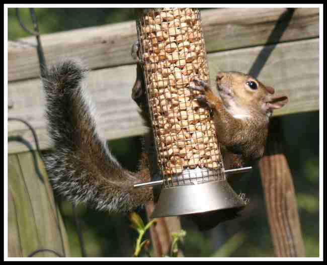Squirrel Hanging on (2).jpg