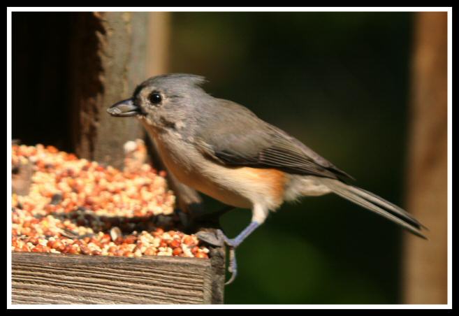 Tufted Titmouse.jpg