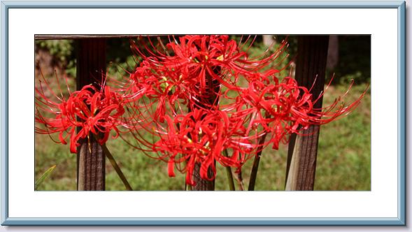 Red Lycoris.jpg