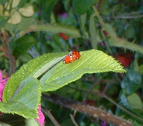 ladybugs.JPG