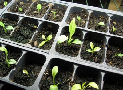 hosta seedling.jpg
