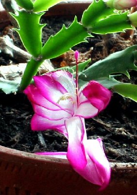 Pink Cactus (2).jpg