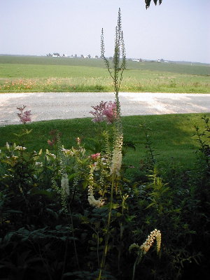This is a closeup of the filipendula/cimicifuga combo from the yard side, looking out across the road.