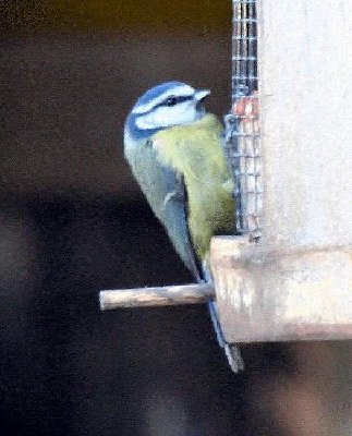 BlueTit2.jpg