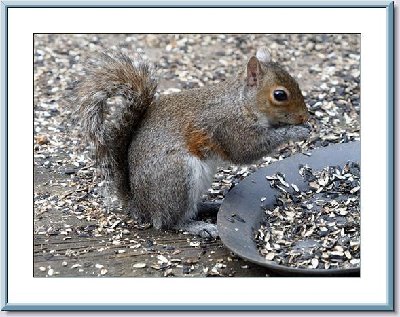 Framed Jan Squirrel.jpg