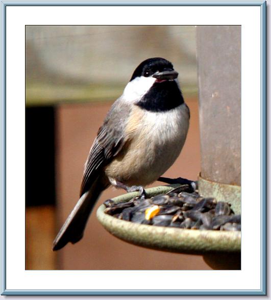 Carolina Chicadee.jpg