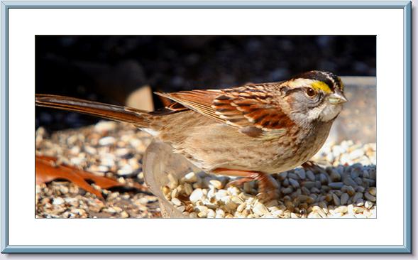 White throat Sparrow.jpg