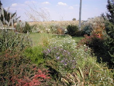 Here's a view from my house across the driveway a couple of years ago.  It's changed a lot since then, but you can get the general tone of the 'wild' garden here.  This border is at its' best in the fall, though there are things coming and going all year.