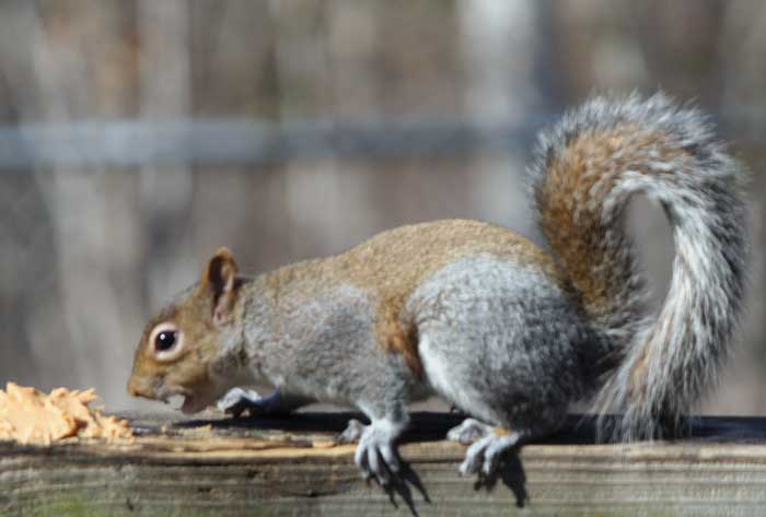 Hungry Squirrel.jpg