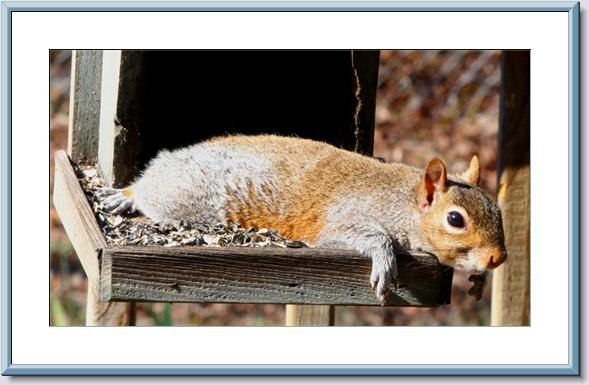 Mondays-Squirrel - Framed.jpg