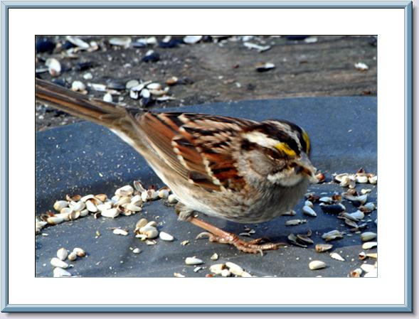 White THroat Sparrow Framed.jpg