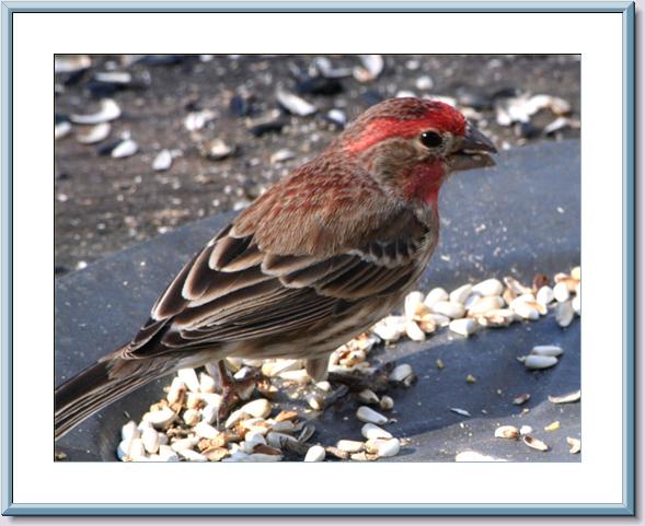 Male House Finch - Framed.jpg