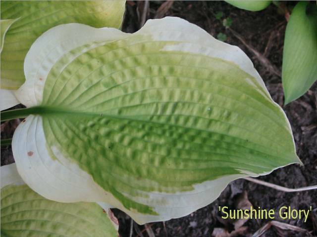 I've always liked Sunshine Glory's wide margins at the back of the leaf - they really make it stand out.