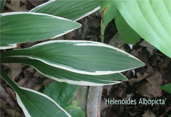 This is actually Hosta rhodefolia - but it was sold to me as Hosta helenoides albopicta - for the full explanation you can read Mark Zilis explanation of the confusion in &amp;quot;The Hosta Handbook&amp;quot;.