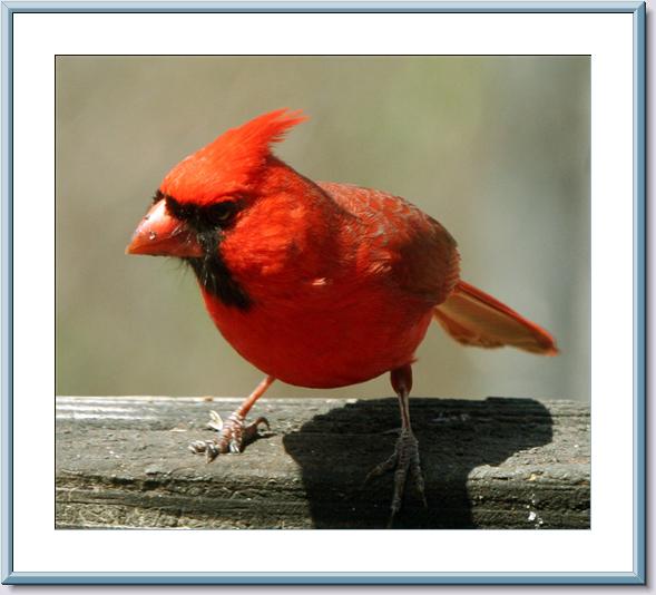 Cardinal Incomplete Molt - Frame.jpg