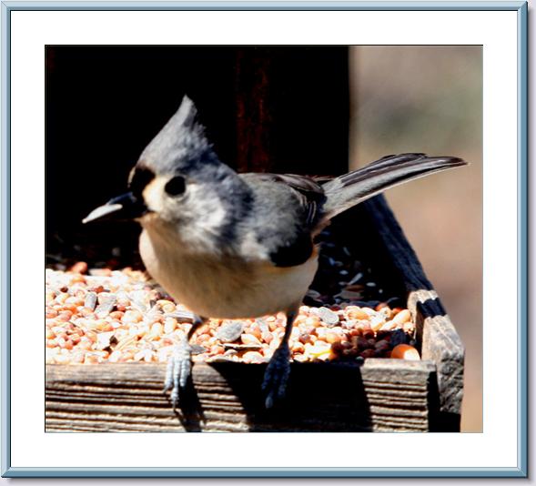 Titmouse - Frame.jpg