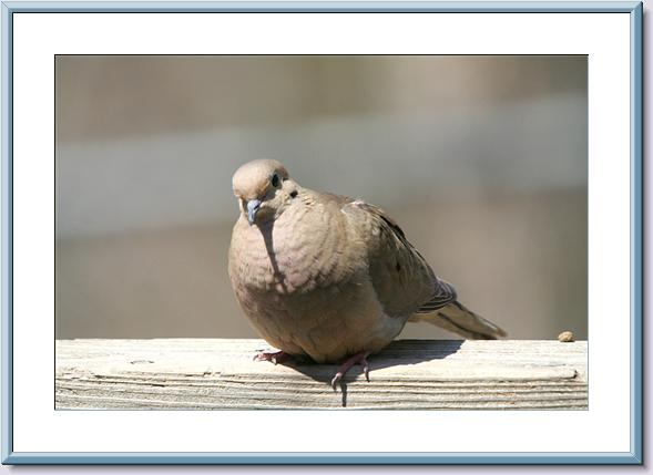 One COld Dove Frame.jpg