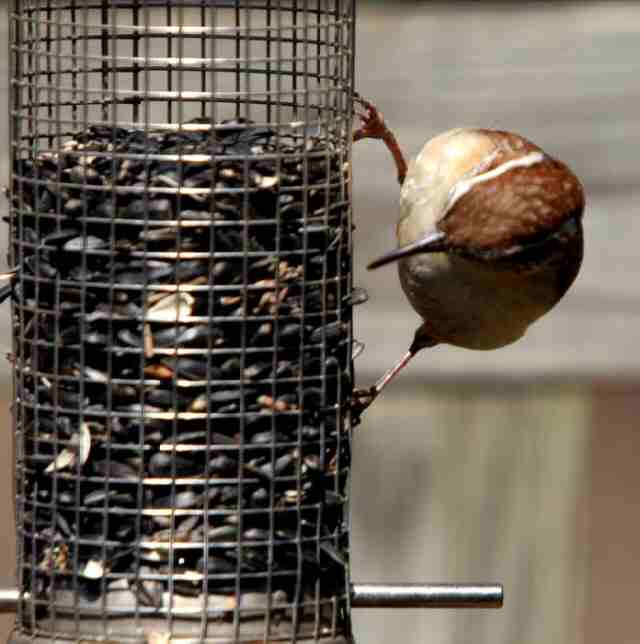 Carolina Wren -HRz.jpg